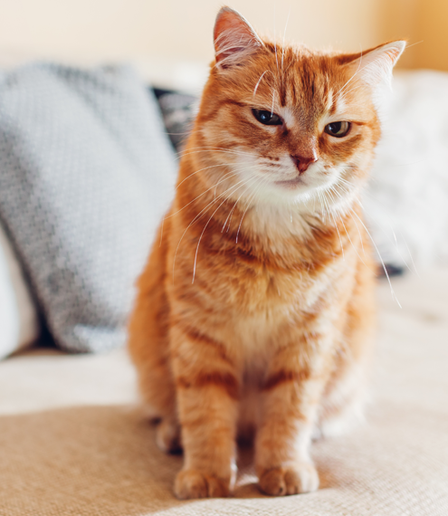 ¿Cómo saber si tu gato es feliz? Señales de bienestar 